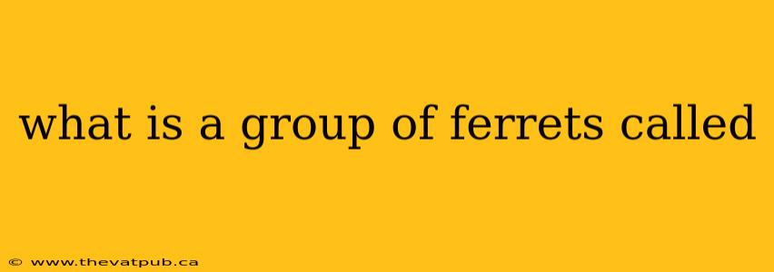 what is a group of ferrets called