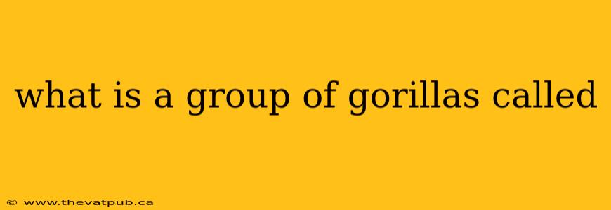 what is a group of gorillas called