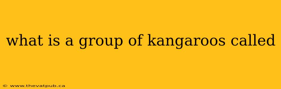 what is a group of kangaroos called