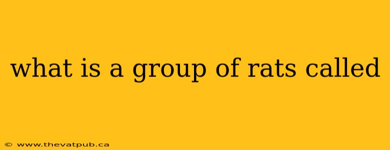 what is a group of rats called