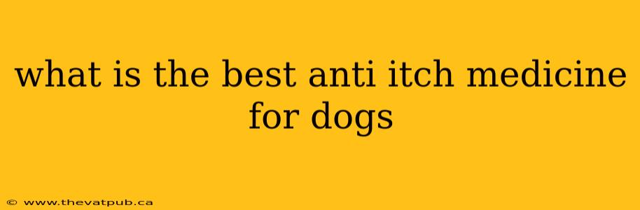 what is the best anti itch medicine for dogs