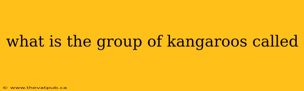 what is the group of kangaroos called