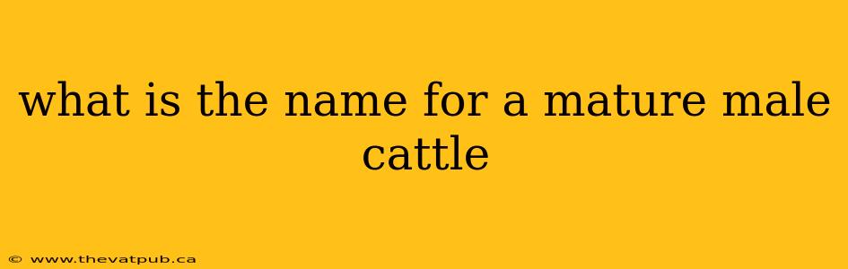 what is the name for a mature male cattle