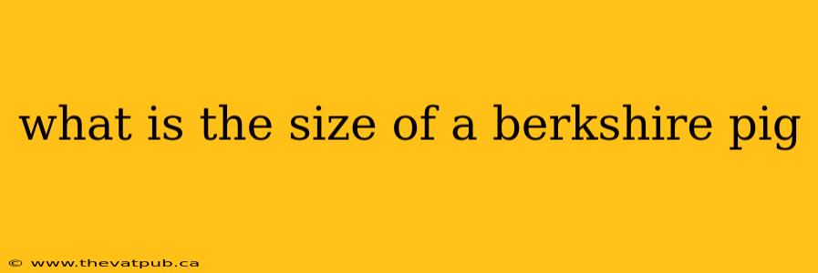 what is the size of a berkshire pig