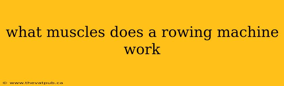 what muscles does a rowing machine work