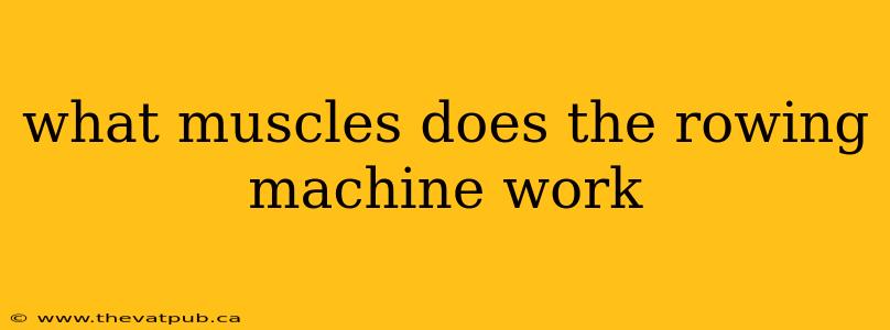 what muscles does the rowing machine work