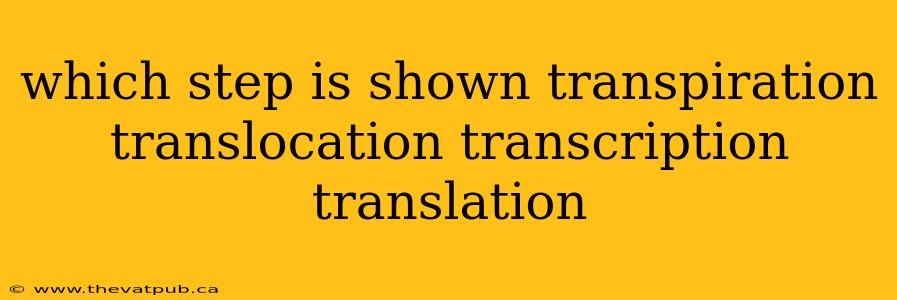 which step is shown transpiration translocation transcription translation