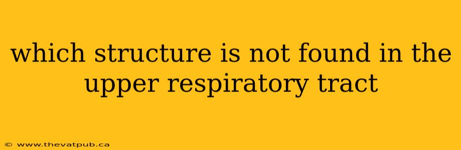 which structure is not found in the upper respiratory tract