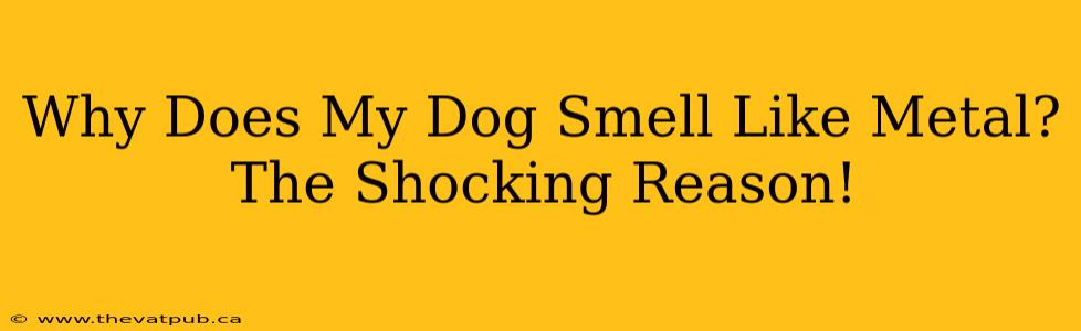 Why Does My Dog Smell Like Metal? The Shocking Reason!