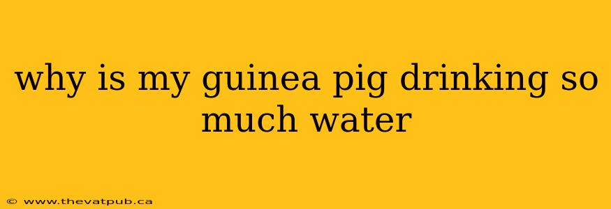 why is my guinea pig drinking so much water